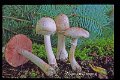 Agaricus langei-amf174